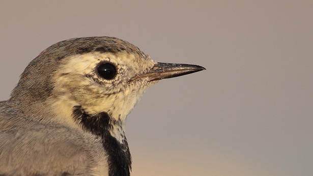 Türkiyenin nadir kuş türleri zonguldakta ortaya çıktı