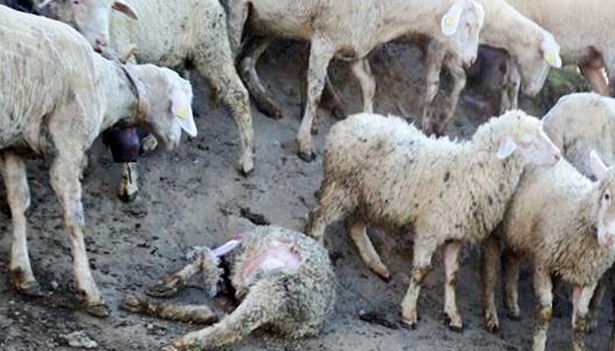 Borcu bitmek üzere olan koyunları kurt kaptı