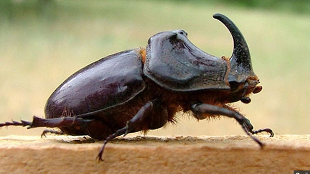 Zonguldak´ta bulunan gergedan böcekleri tabiata salındı