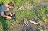 Araç Çayı’nda  ölü balıklar kıyıya vurdu