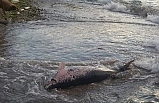 Yunus balığı sahile vurdu!..