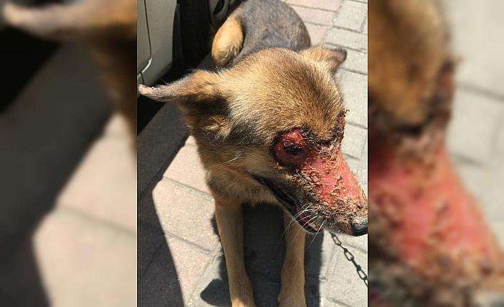 Yüzüne kimyasal madde atılmış köpeği vatandaşlar kurtardı