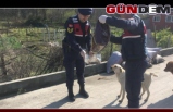 Jandarma sokak hayvanlarını unutmadı