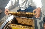 Firari arılar herkesi seferber etti