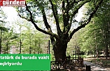 Atatürk'ün gölgesinde ayran içtiği ağaç tescillendi