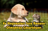 4 köpek türünün Türkiye’ye girişi yasaklanıyor