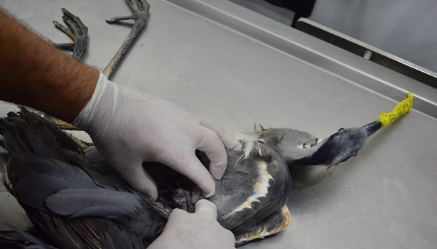 Kurşunla yaralanan gri balıkçıl kuşa serum takıldı