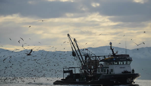 Ordulu balıkçılar Batı Karadenizde avlanıyor