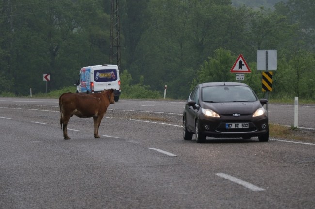 Sürücülere inek tehlikesi