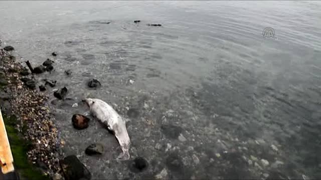 Vatandaşlar, Kıyıdaki Ölü Yunus Balığını Fark Etti.