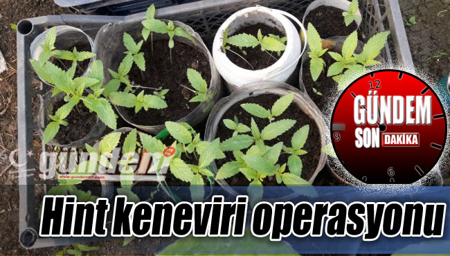 Zonguldak'ta Hint keneviri operasyonu