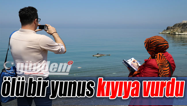 Zonguldak'ta ölü bir yunus kıyıya vurdu