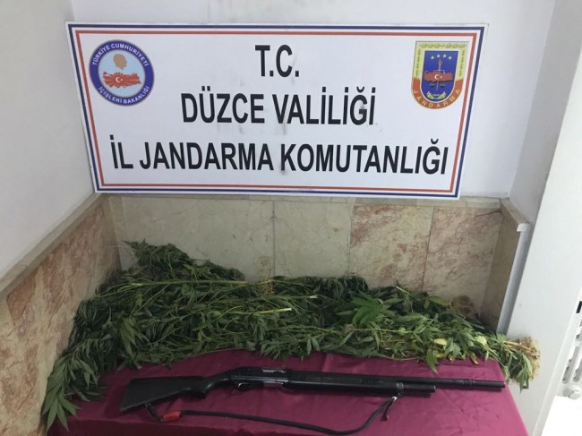 Düzce'de Zehir Tacirinden  48 kök kenevir bitkisi yakalandı.