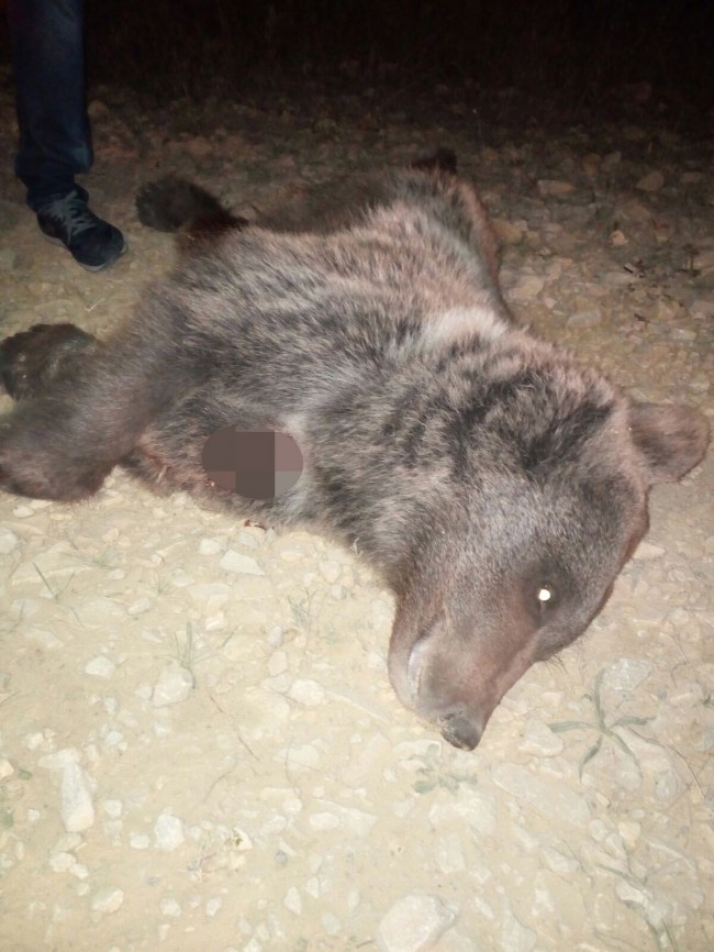 Safranbolu'da yol kenarında silahla vurulan yavru ayı
