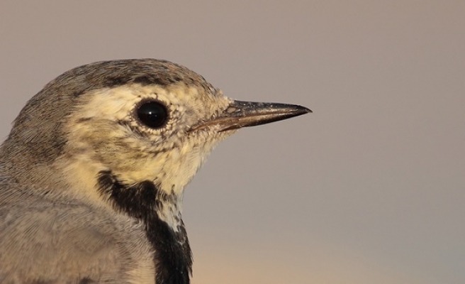 Türkiyenin nadir kuş türleri zonguldakta ortaya çıktı