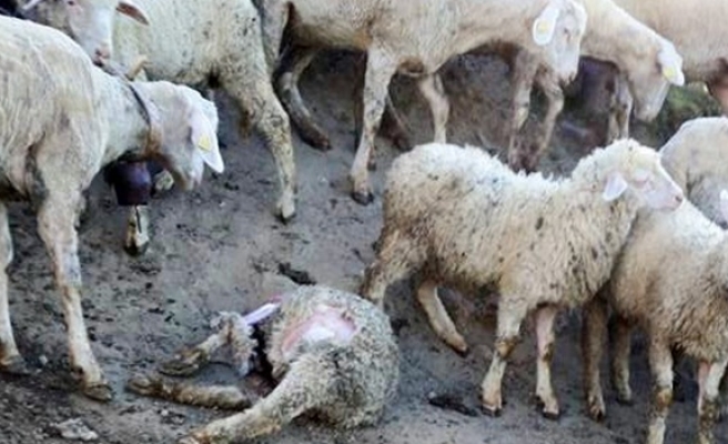 Borcu bitmek üzere olan koyunları kurt kaptı