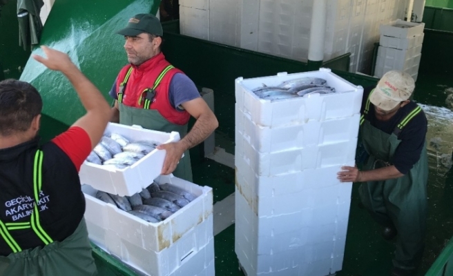 Akçakoca’da balıkçılar Karadeniz’den 40 ton palamutla döndü
