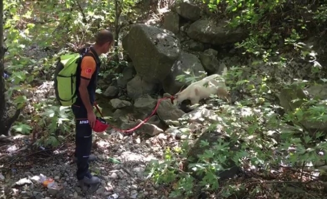 Kayalıklarda mahsur kalan keçiyi AFAD ekipleri kurtardı