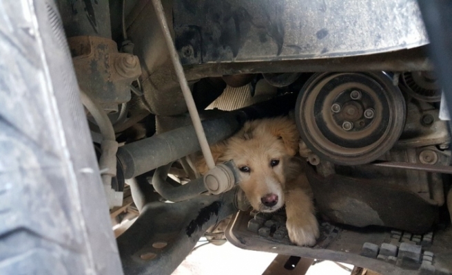 Yaramaz köpek aracın motor kısmına sıkıştı