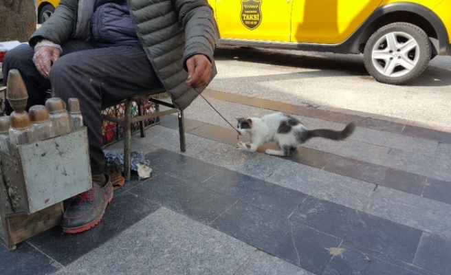 Boyacıyla sokak kedisinin dostluğu görenleri imrendiriyor
