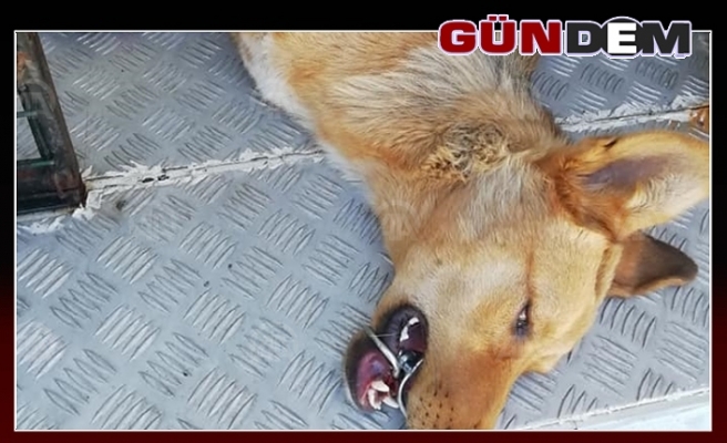 Ağzına Çelik Halka Sıkışan Köpeği AFAD Kurtardı
