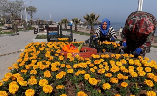 Tatil beldesi Akçakoca’da parklar mevsimlik  çiçeklerle süsleniyor