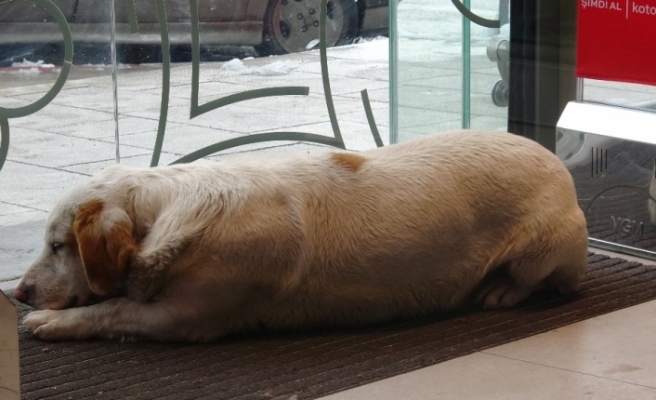 Soğukta üşüyen köpek mağazanın sıcak kliması altında uyuya kaldı