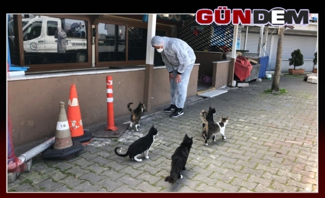 Ereğli'de sokak hayvanları unutulmadı