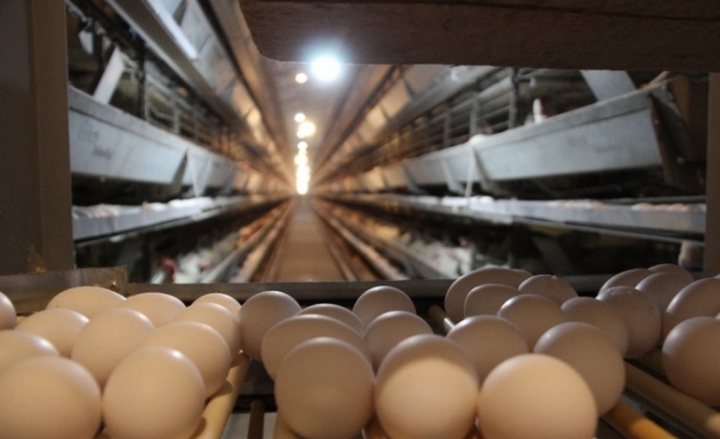 (Özel) Günde 7 bin koli yumurta üretiliyor