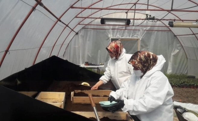 Safranbolu Belediyesi ilk çiçek tohumlamasını yaptı
