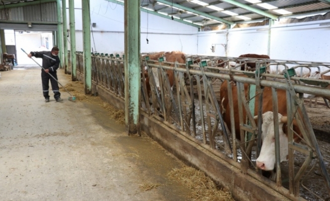 Besi ve süt üreticisi korona virüse rağmen talepleri karşılamakta zorlanıyor