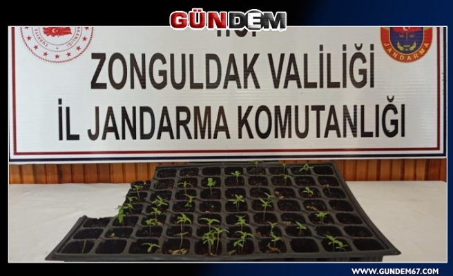 jandarma baskın yaptı, evde 45 kök buldu...