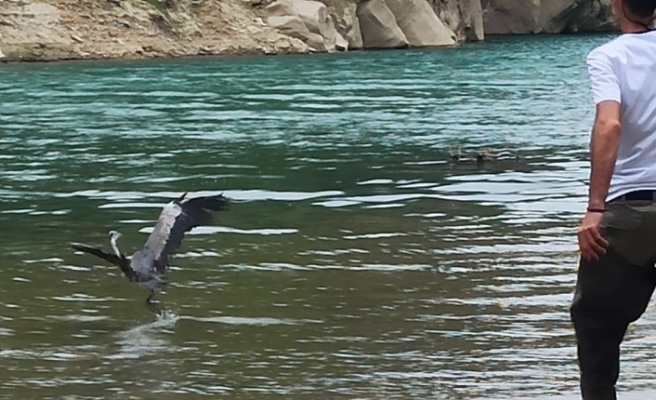Misinaya takılan gri balıkçıl kuşu kurtarıldı