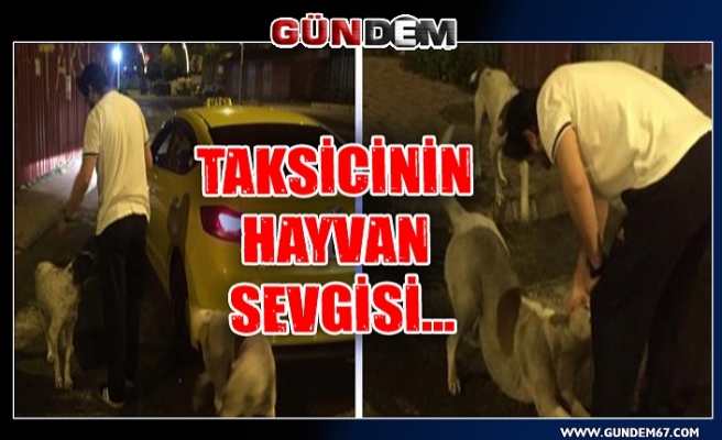 Taksicinin hayvan sevgisi...