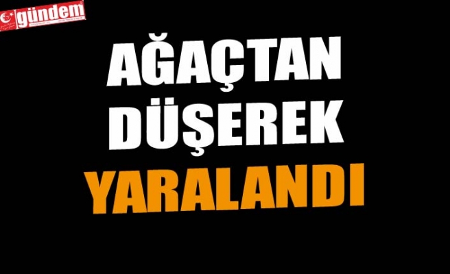 AĞAÇTAN DÜŞEREK YARALANDI