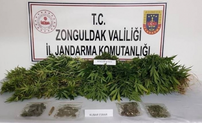 ALAPLI'DA UYUŞTURUCU OPERASYONUNDA BİR KİŞİ GÖZALTINA ALINDI