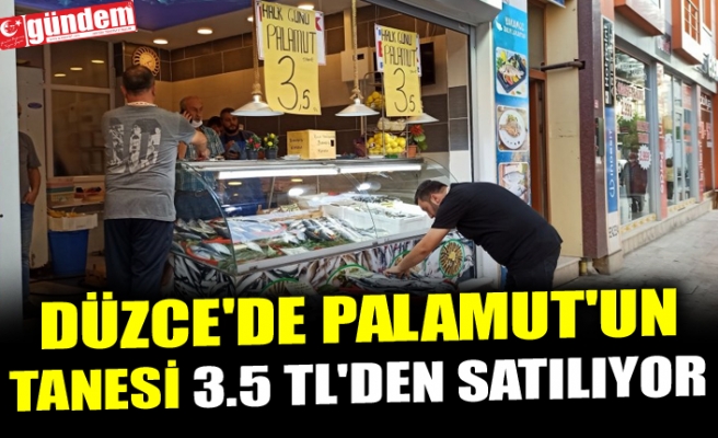DÜZCE'DE PALAMUT'UN  TANESİ 3.5 TL'DEN SATILIYOR