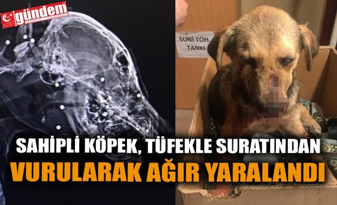 SAHİPLİ KÖPEK, TÜFEKLE SURATINDAN VURULARAK AĞIR YARALANDI