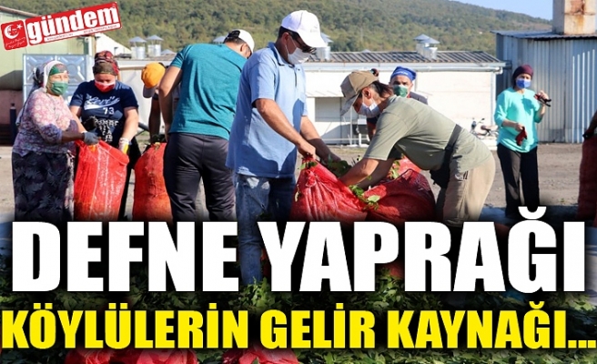 DEFNE YAPRAĞI KÖYLÜLERİN GELİR KAYNAĞI...