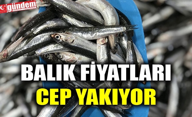 BALIK FİYATLARI CEP YAKIYOR