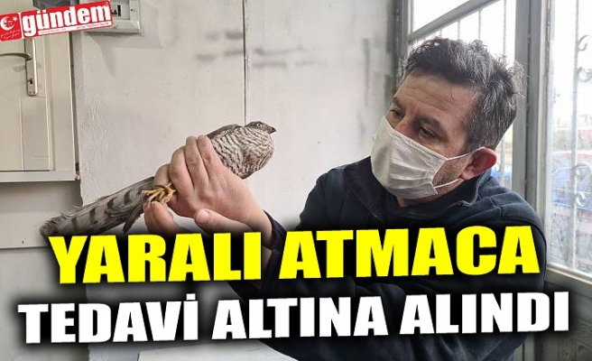 YARALI ATMACA TEDAVİ ALTINA ALINDI