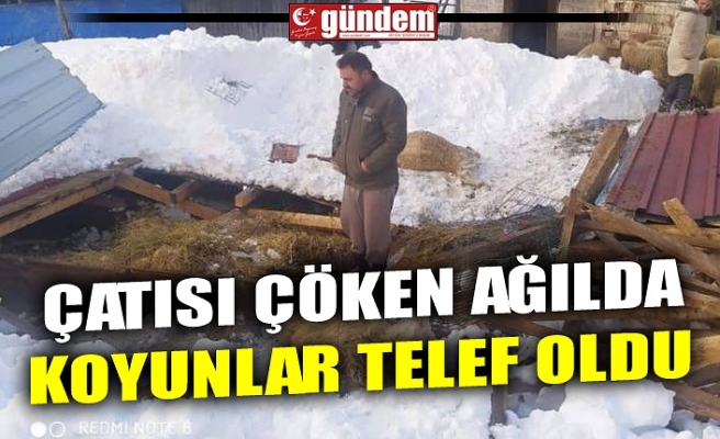 ÇATISI ÇÖKEN AĞILDA KOYUNLAR TELEF OLDU