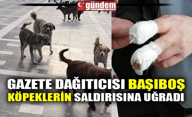 GAZETE DAĞITICISI BAŞIBOŞ KÖPEKLERİN SALDIRISINA UĞRADI