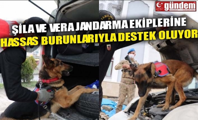 ŞİLA VE VERA JANDARMA EKİPLERİNE HASSAS BURUNLARIYLA DESTEK OLUYOR