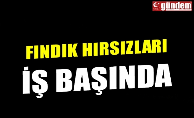 FINDIK HIRSIZLARI İŞ BAŞINDA