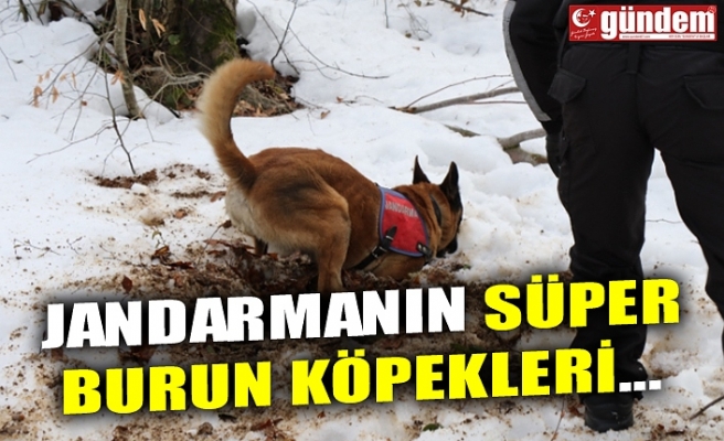 JANDARMANIN SÜPER BURUN KÖPEKLERİ...