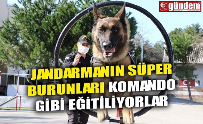 JANDARMANIN SÜPER BURUNLARI KOMANDO GİBİ EĞİTİLİYORLAR