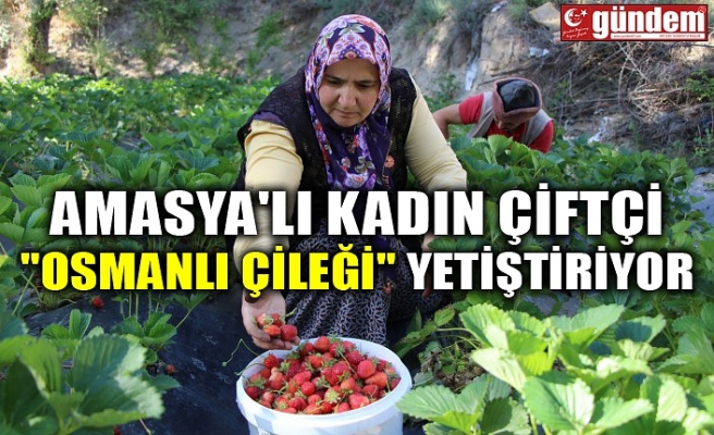 AMASYA'LI KADIN ÇİFTÇİ "OSMANLI ÇİLEĞİ" YETİŞTİRİYOR