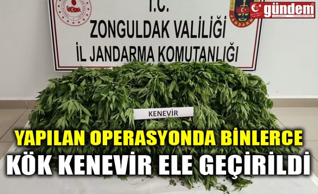 YAPILAN OPERASYONDA BİNLERCE KÖK KENEVİR ELE GEÇİRİLDİ