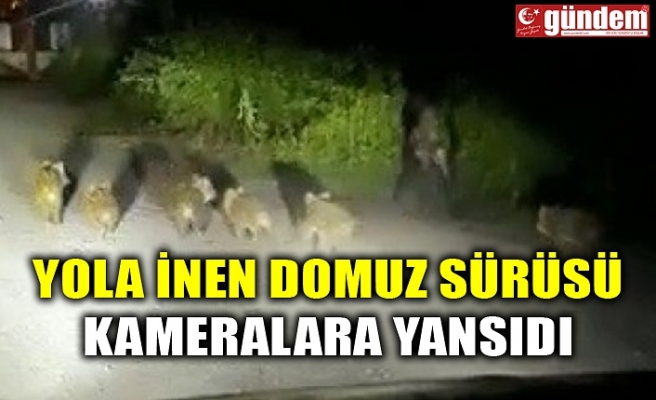 YOLA İNEN DOMUZ SÜRÜSÜ KAMERALARA YANSIDI